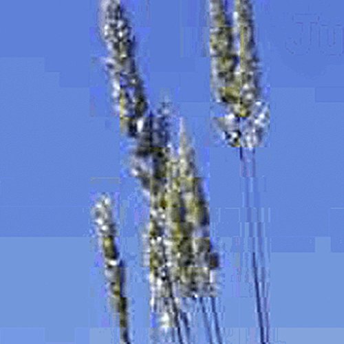 Everwilde Farms - 2000 June Grass Native Grass Seeds - Gold Vault Jumbo Seed Packet