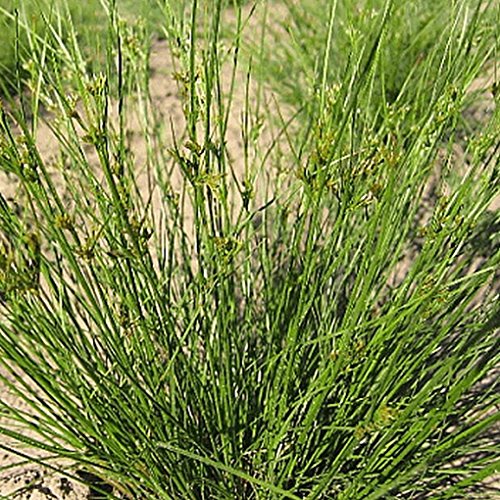 Everwilde Farms - 2000 Path Rush Native Grass Seeds - Gold Vault Jumbo Seed Packet