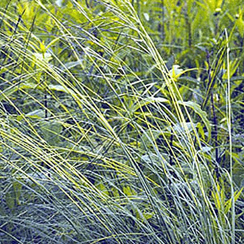 Everwilde Farms - 30 Untrimmed Porcupine Grass Native Grass Seeds - Gold Vault Jumbo Seed Packet