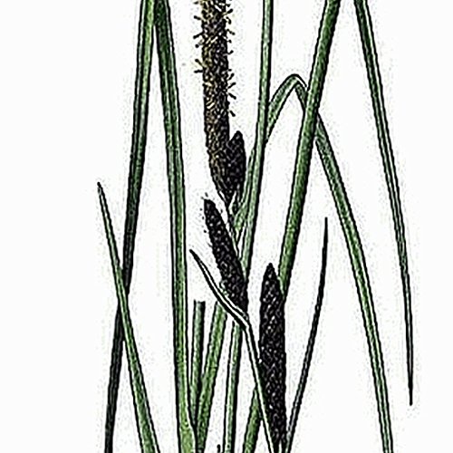 Everwilde Farms - 300 Common Tussock Sedge Native Grass Seeds - Gold Vault Jumbo Seed Packet