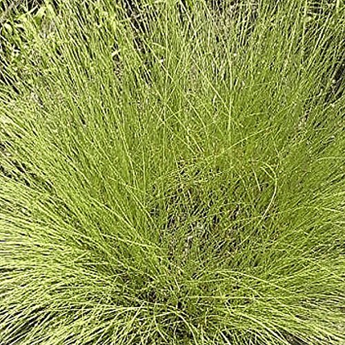 Everwilde Farms - 400 Northern Dropseed Native Grass Seeds - Gold Vault Jumbo Seed Packet