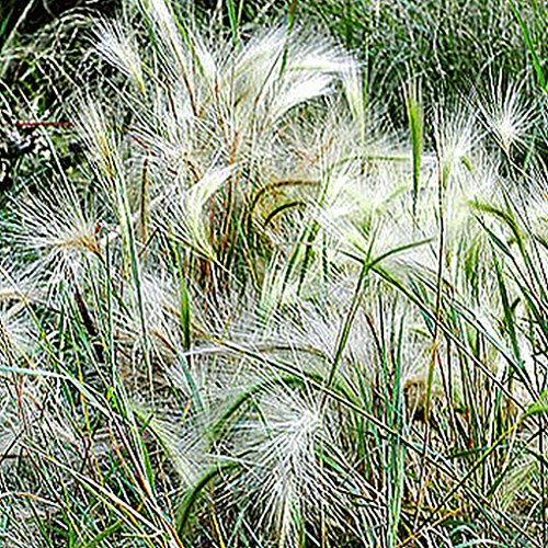 Everwilde Farms - 500 Squirrel Tail Grass Native Grass Seeds - Gold Vault Jumbo Seed Packet
