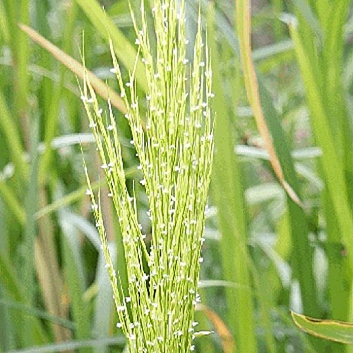 Everwilde Farms - 60 Wild Rice Native Grass Seeds - Gold Vault Jumbo Seed Packet