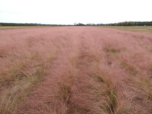 Muhly Grass muhlenbergia Capillaris 1250 Certified Pure Live Seed True Native Seed