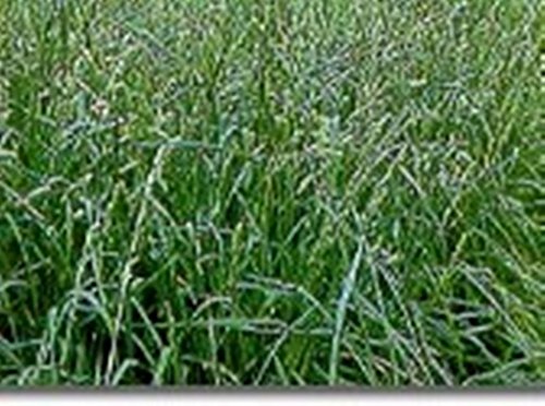 Orchard Grass 25 Lbs By Detwiler Native Seed Company Non Gmo Guarnateed To Ship With The First Available Carrier