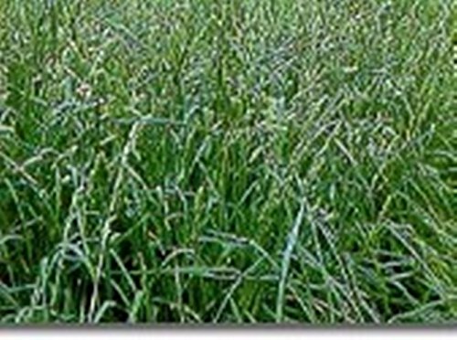 Orchard Grass 50 Lbs By Detwiler Native Seed Company Non Gmo Guarnateed To Ship With The First Available Carrier