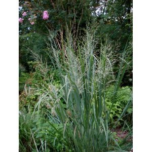 Seeds And Things Switchgrass cave-in-rock Native 1000 Seeds An Upright Bunch-type Grass That Spreads By Short