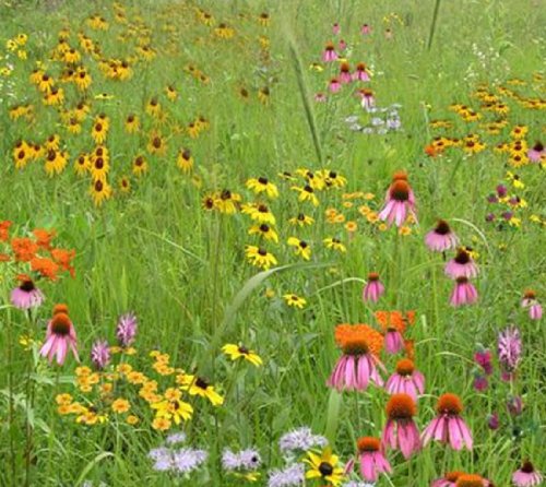 Short Grass Meadow Mix mix 111 500 Certified Pure Live Seed True Native Seed