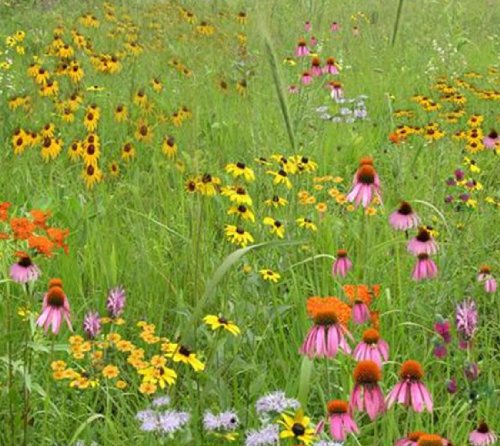 Short Grass Meadow Mix mix 111 500 Certified Pure Live Seed True Native Seed