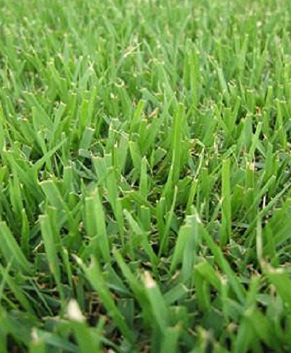 Compadre Zoysia Grass Seed - 8 Oz  12 Lb