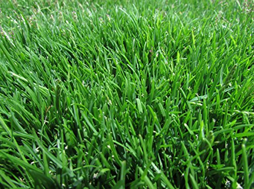 Emerald Zoysia Zoysia Emerald grass seeds-18 lb