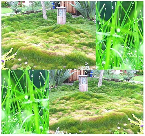 Korean Lawngrass Seed - Zoysia japonica Lawn Grass Seeds - Repels Weeds