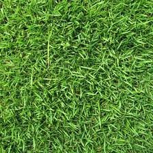 The Dirty Gardener Zenith Zoysia Grass Seed - 1 Pound