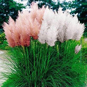 Outsidepride Pampas Grass Seeds Mix - 5000 Seeds