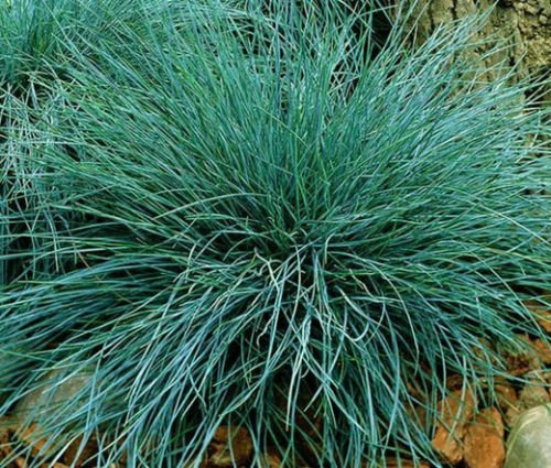 BLUE FESCUE Festuca Glauca Bulk Seeds 500