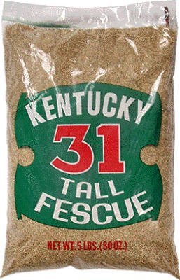 Barenbrug USA 12129 Kentucky 31 Tall Fescue Grass Seed