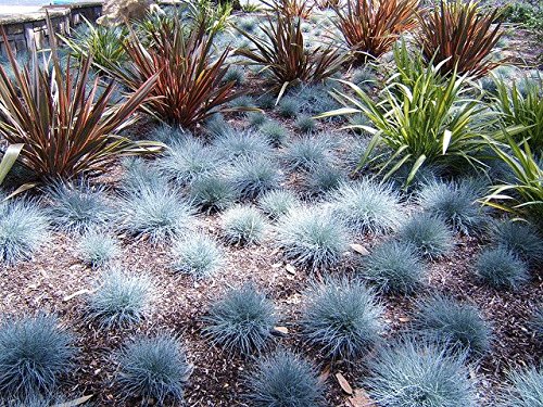 Festuca glauca Elijah Blue Blue Fescue seeds