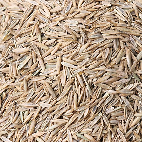 Lawn Seeds Tall Fescue Grass Low Maintenance Ideal Lawn DIY Your Garden Perennial Plant