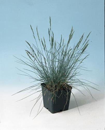 Ornamental Grass Seed - Festuca Fescue Glauca Blue Fescue Seeds