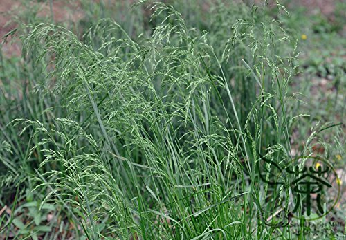 Tall Fescue Festuca Arundinacea Seeds 1000pcs Long-lived Perennial Reed Fescue Forage Seeds Family Poaceae Alata Fescue Seeds