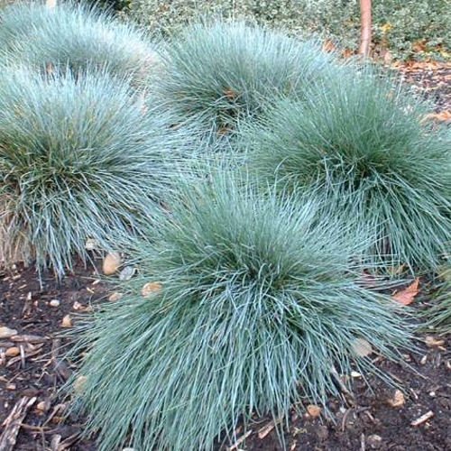 Tropical Oasis Festuca Glauca Blue Fescue Ornamental Grass - 500 Seeds