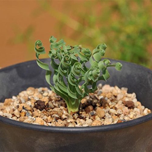 ADB Inc 600pcs Spring Grass Seeds Succulents Plant Grass Seeds Spring Grass 600 Seeds