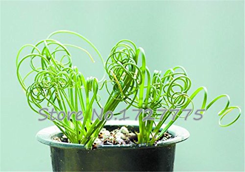 Sin mankind plants broad leaf spring grass seeds succulents new plants 10pcs