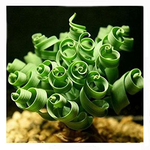 Thanatorn seed 200PCS Spring grass seeds Succulents plant Grass seeds