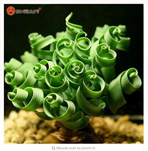 Thanatorn seed shop Cheap 50pcs  bag Latifolia Spring grass seed Albuca namaquensis Chinese Ornamental Bonsai Plant Seed Decorative DIY Interesting