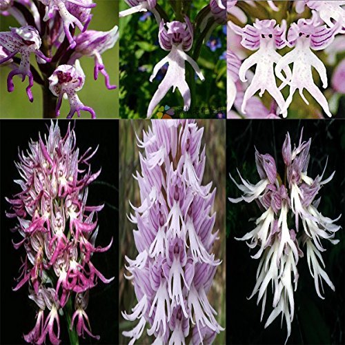 6 Type Italica ambizu New 100 Seeds Orchis Italica Seeds Pyramid Monkey Orchid italica 01 Mix