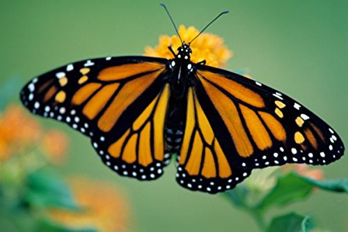 MONARCH BUTTERFLY FLOWER SEED MIX Approx 500 Seeds- no filler- See Description for seed types By Seeds and Things