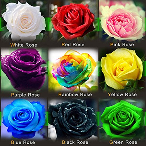 Wholesale Type S24816 Ambizu New This Order Include 9 Packs Each Color 50 Seeds Chinese Rose Seeds - Rainbow Pink Black White Red Purple Green Blue Rose Seeds Rose 1  450 Seeds