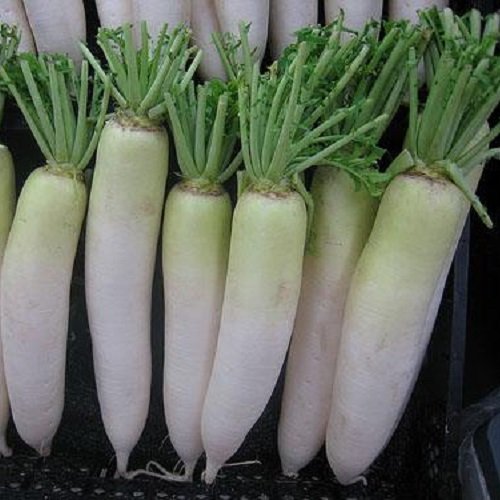 100 Seeds Of Raphanus Sativus - Chinese Daikon Radish Oshin - 60 Days Green Neck Type Reaching 2 Lbs