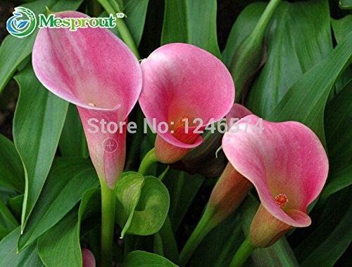 100 bag Flower plants bonsai multicolour calla lilycalla lily seed typepure love potted balcony planting is simple