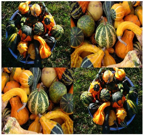 30 Largeamp Small Mix Gourds Seeds - 15 Different Types Bushel Dipper Shenot Swan