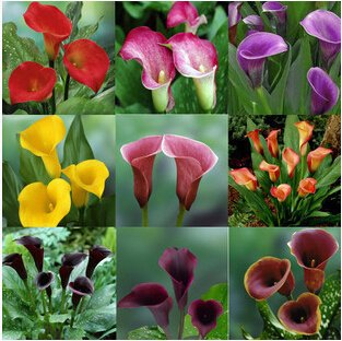 30 bag Flower plants bonsai multicolour calla lilycalla lily seed typepure love potted balcony planting is simple