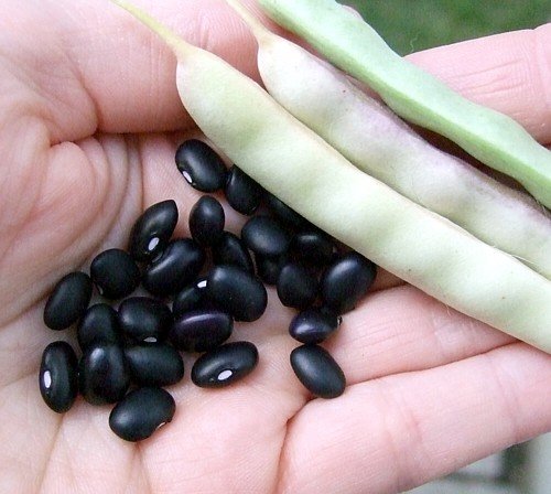 Black Turtle Bean 25 Seeds - Heirloom Bush Type Bean