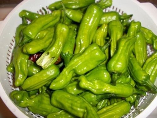 GOLDEN GREEK PEPPERONCINI 30 SEEDS TYPE FOUND IN SALAD BARS NOT HOT JUST TASTY