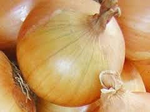 Onion Texas Early Grano Onion Seeds Heirloom Non Gmo Organic 25 Seeds Short Day Vidiala Type