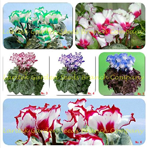 Seeds Market 180 seeds 6 Types of Cyclamen Flowers 30 seeds  type very beautiful wild cyclamen flowers