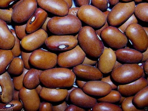 Swedish brown beans Seeds  a type of bean originally developed in Sweden