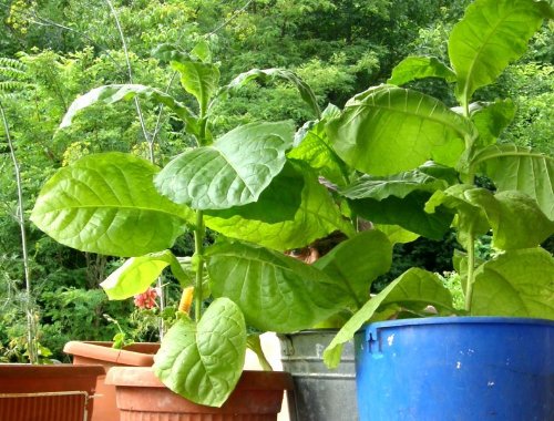 Tobacco Seeds 1000  Turkishoriental  Tobacco Seed Types Izmir Ozbis  Black Sea Samsun Nicotiana Tabacum