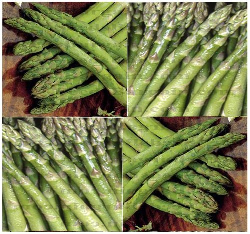 Uc-72 All Male Asparagus Seeds - Huge Spearsamp Large Yield ~ A Mary Washington Type Asparagus 00100 Seeds - 100