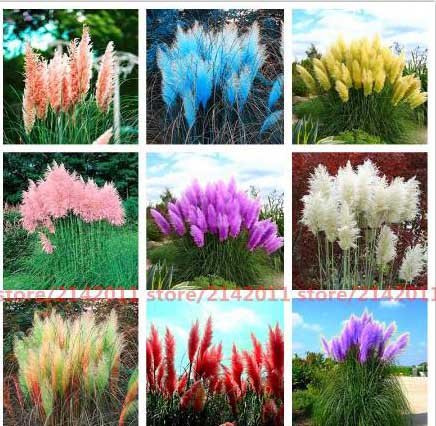 500 Pcs Pampas Grass Seed Patio And Garden Potted Ornamental Plants New Flowers pink Yellow White Purple Cortaderia
