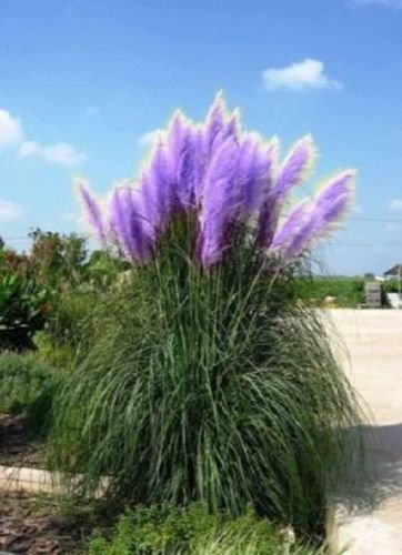 500 Rare Purple Pampas Grass Seeds Ornamental Plant Flowers Cortaderia Selloana