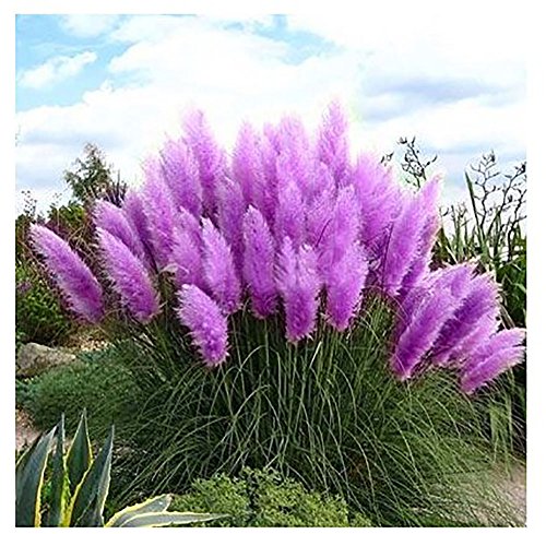 Beautiful Seeds  new Rare Purple Pampas Grass Seeds Ornamental Plant Flowers Cortaderia Selloana Grass Seeds