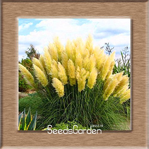 Big Salepampas Grass Seed Patio And Garden Potted Ornamental Plants New Flowers Cortaderia Grass Seed 50 Pcs