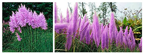 Bigfuntoys Purple Pampas Grass Seeds Ornamental Plant Flowers Cortaderia Selloana Grass Seeds 1 Pack - 100 Seeds