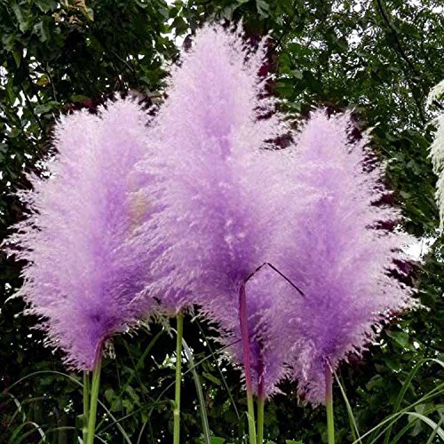 C-pioneer1000 Pcs Rare Purple Pampas Grass Seeds Ornamental Plant Flowers