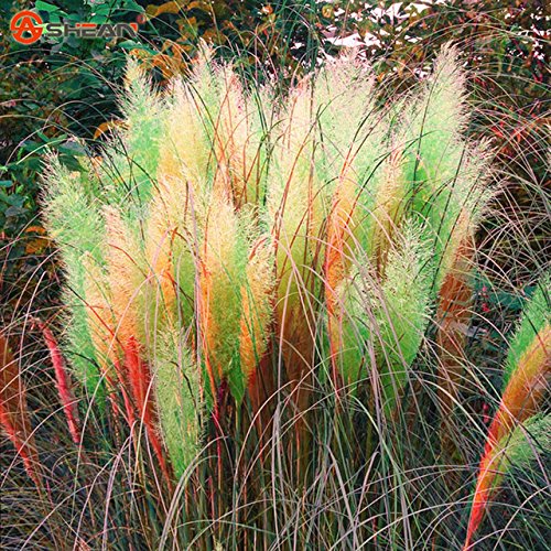 Cheap 500pcs  Bag Colorful Pampas Grass Cortaderia Seeds Are Very Beautiful Garden Plants Decorative Diy